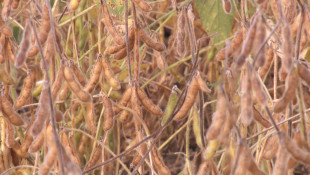 Bill Increasing Pesticide Fines Turns Into Working Group