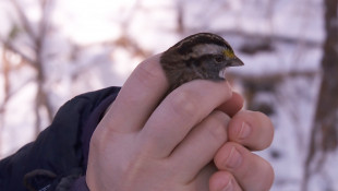 Your Backyard Could Help Migrating Birds Survive