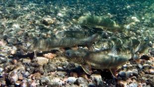 States To Reduce Salmon, Trout Stocking In Lake Michigan