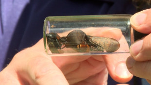 Local wineries on watch for damaging new insect to southern Indiana