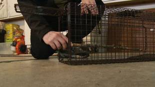 DNR Could Require Animal Control Workers To Kill 'Nuisance Animals'