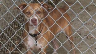 Texas Animal Shelters Send Dogs To Indianapolis For Adoption