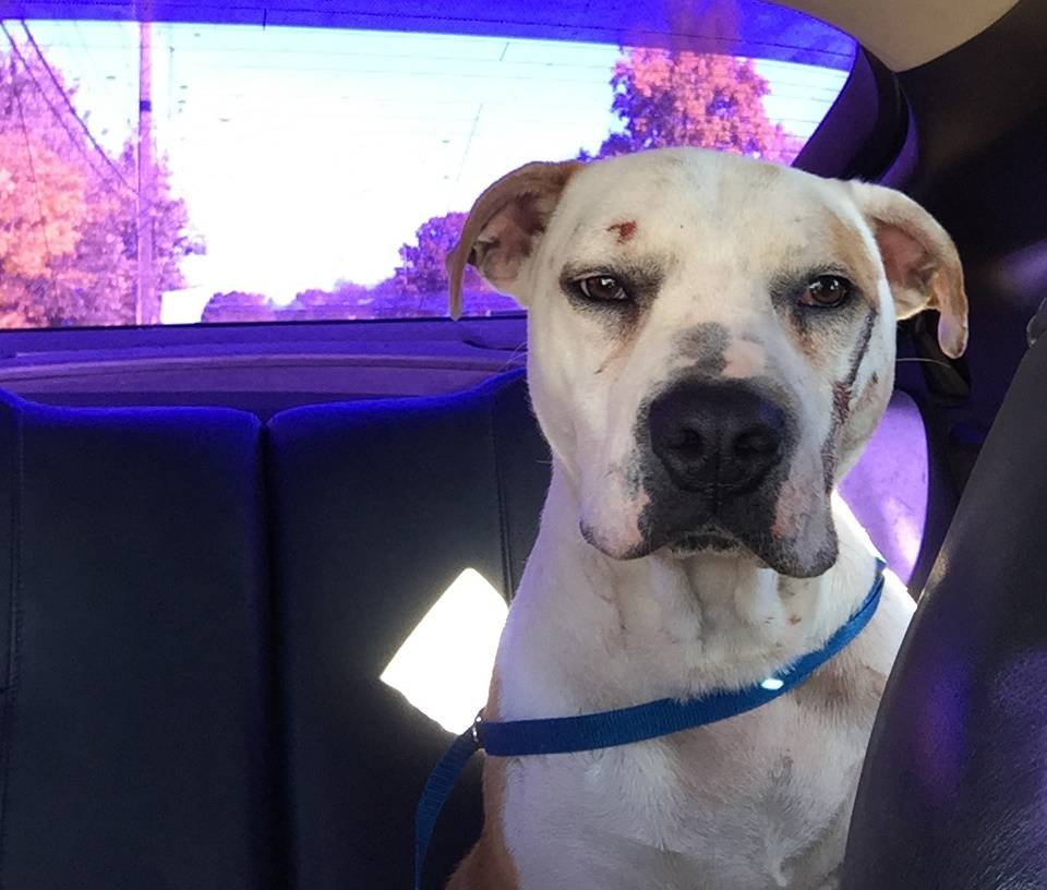 Dog Believed To Have Been Abused Finds New Home, Calls Attention For Need  Of Stronger Animal Abuse Laws