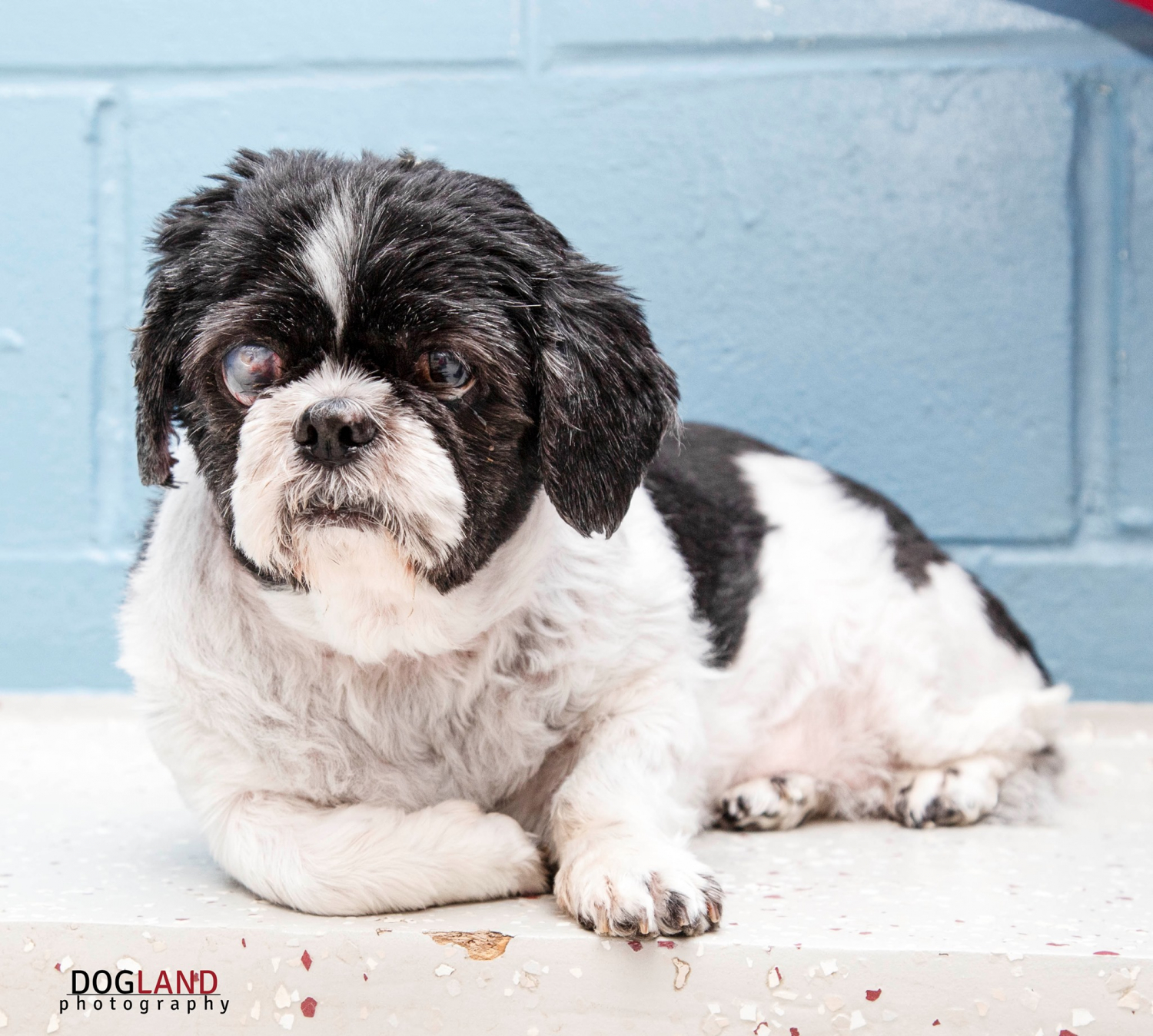 senior-dogs-need-homes