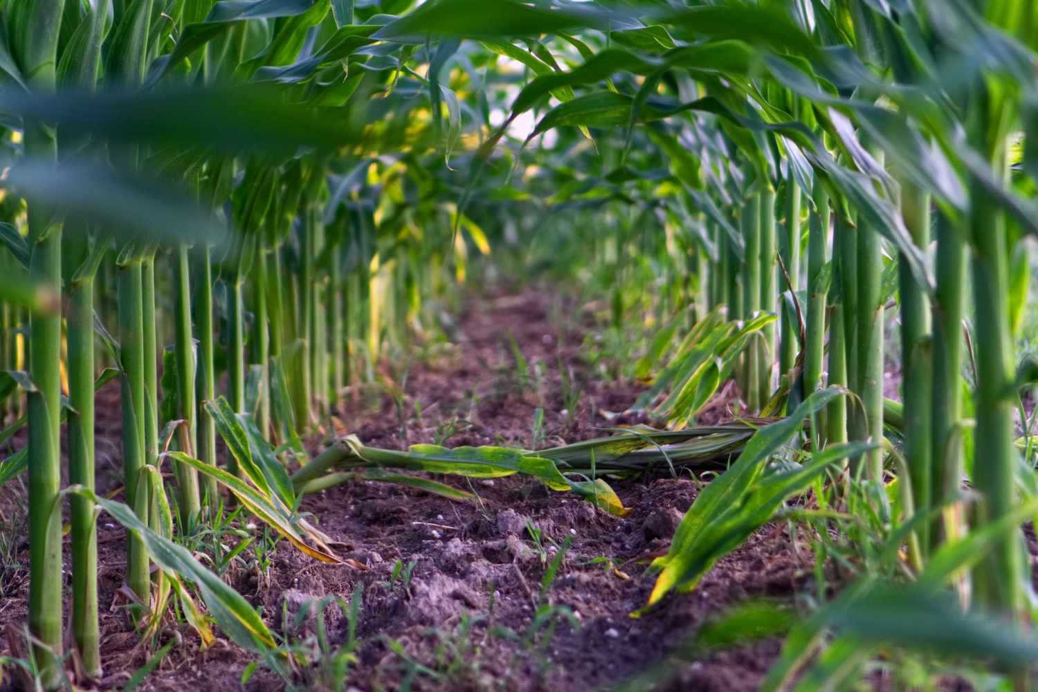 Farmers Opt For Alternatives To Knee High By Fourth Of July Saying