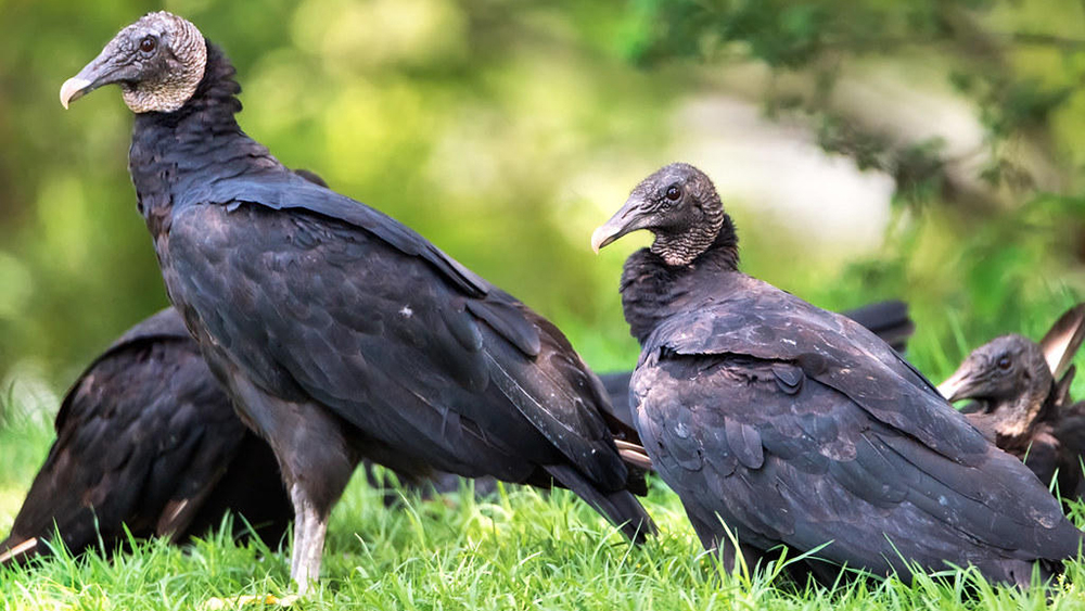 Black Vultures' Northward Expansion Creates New Conflicts with Farmers