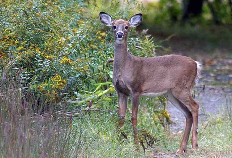 DNR Lowers Deer Bag Limits In 19 Indiana Counties