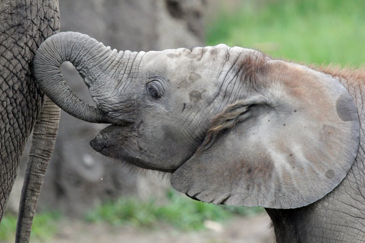 Indianapolis Zoo loses 2nd African elephant in 8 days
