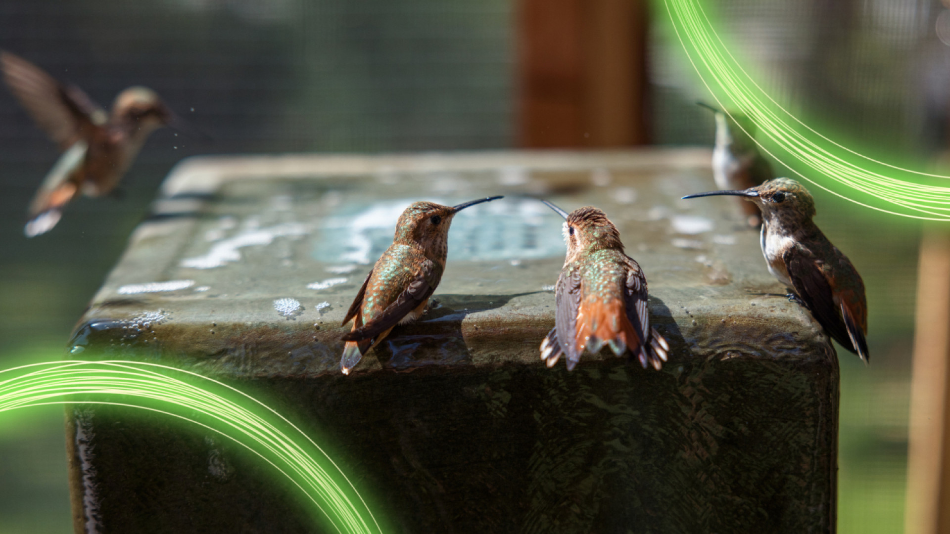 Hummingbirds of Hollywood Screening at Eagle Creek Park Bird Fest