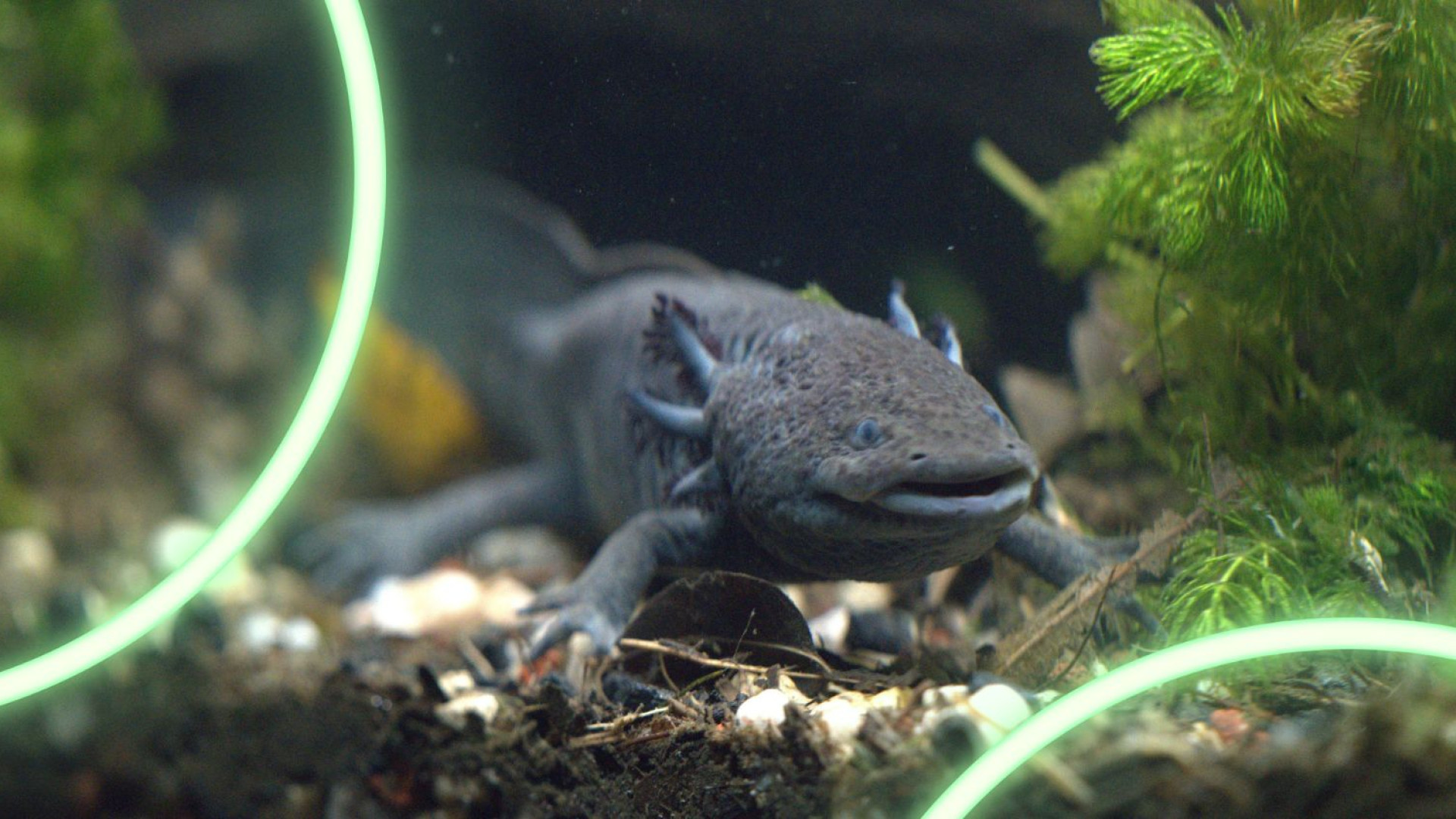 Wild Hope for Salamanders