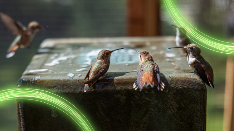 Hummingbirds of Hollywood Screening at Eagle Creek Park Bird Fest