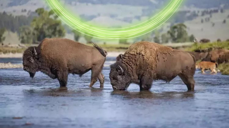 SOLD OUT: The American Buffalo Sneak Peek Screening | WFYI Live at the Kan-Kan