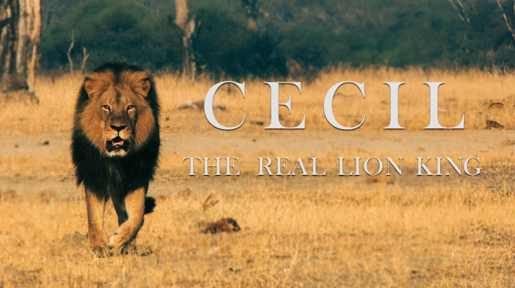 Cecil, The Real Lion King