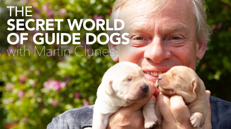 The Secret World of Guide Dogs with Martin Clunes