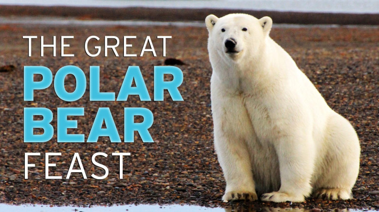 The Great Polar Bear Feast