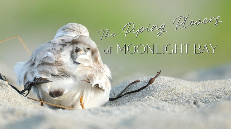 The Piping Plovers of Moonlight Bay