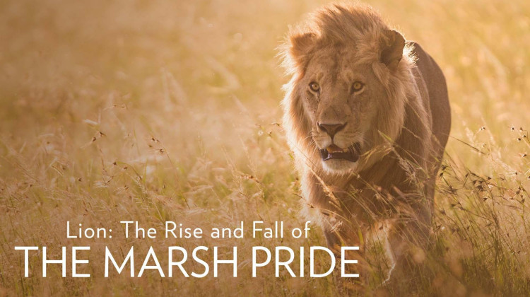Lion: The Rise and Fall of the Marsh Pride