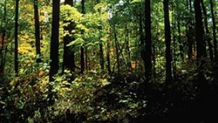 Forests at Work: An Indiana Expeditions Special