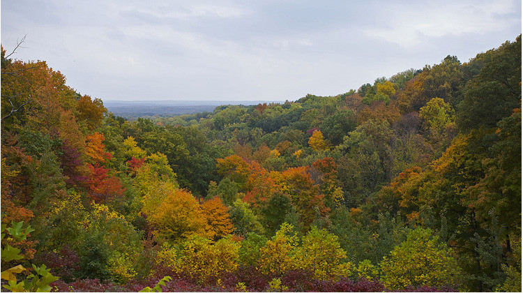 Fall Foliage in Indiana