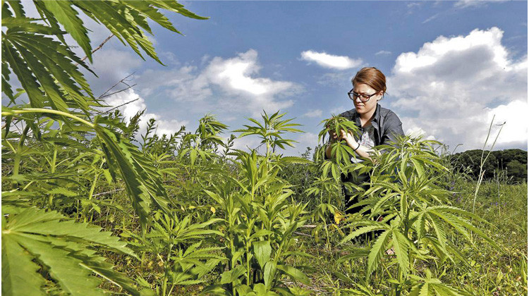 Courtesy of Purdue University Hemp