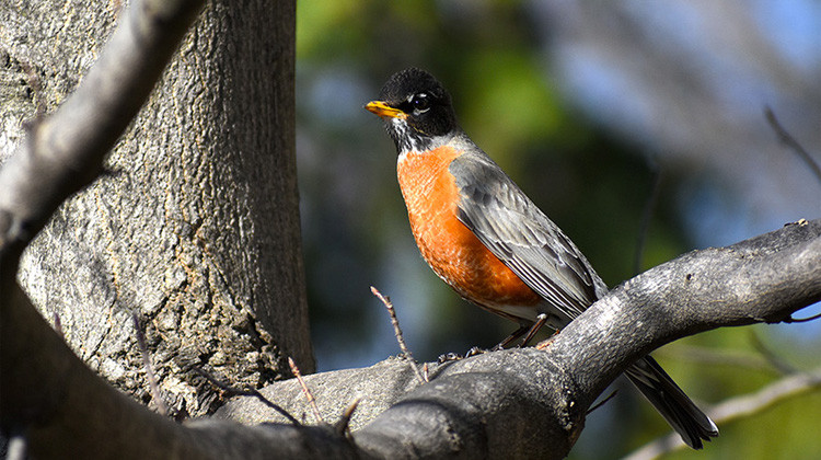 Name That Chirp: A Guide To Backyard Birdwatching