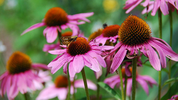 Upgrade Your Garden: The Power of Native Plants (Repeat)