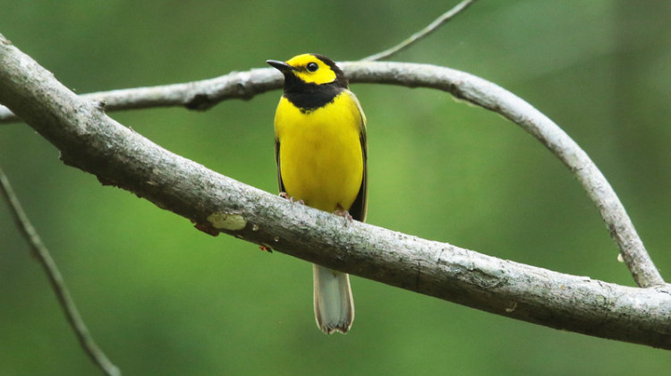 Birding Beyond the Backyard