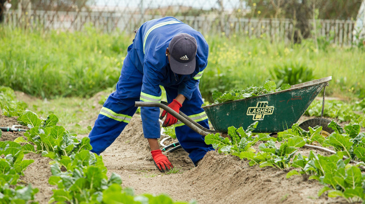 Precarious Employment and Worker Health (Repeat)