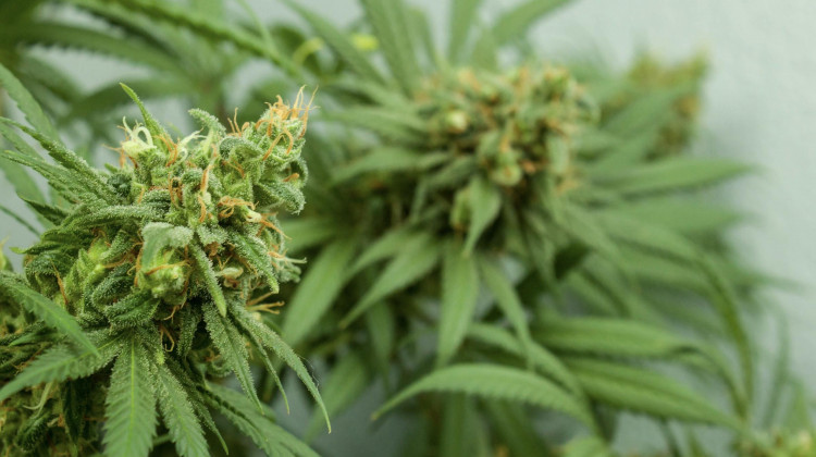 Jeff W/Unsplash Legalizing Marijuana In Indiana