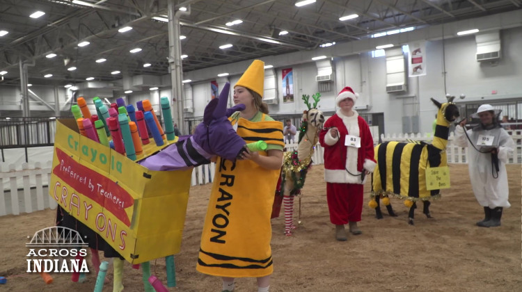 Llama Costume Contest