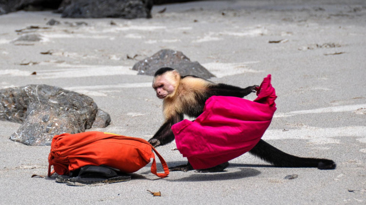 Capuchin Monkeys in Costa Rica Play Tourists for Food