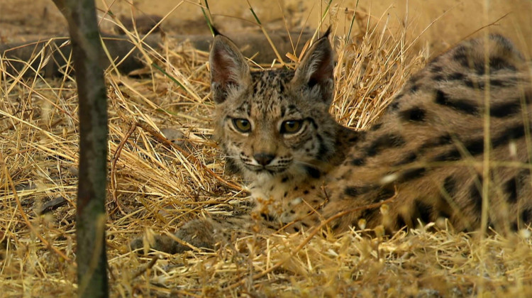 Learning to Hunt