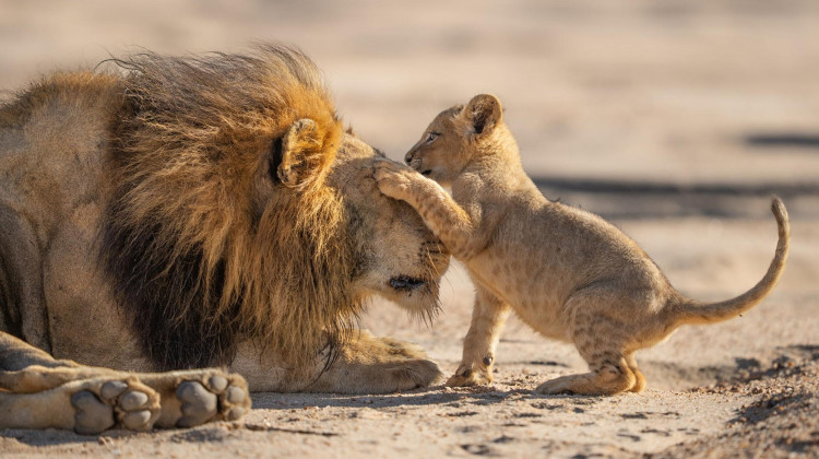 Preview of Parenthood "The Greatest Adventure" Preview of Parenthood "The Greatest Adventure"