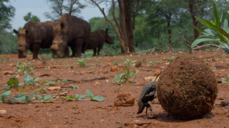 Dung Beetles Do One of the Dirtiest Jobs in the Animal Kingdom