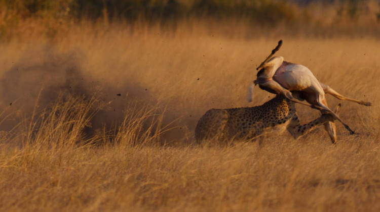 Cheetah Mom Teaches Her Cubs to Hunt