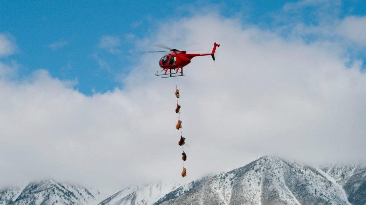 Bighorn Sheep Relocation