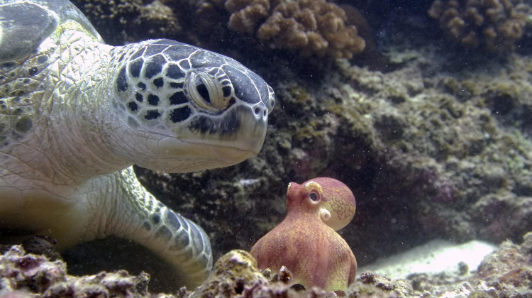 Deep Trouble | Spy in the Ocean