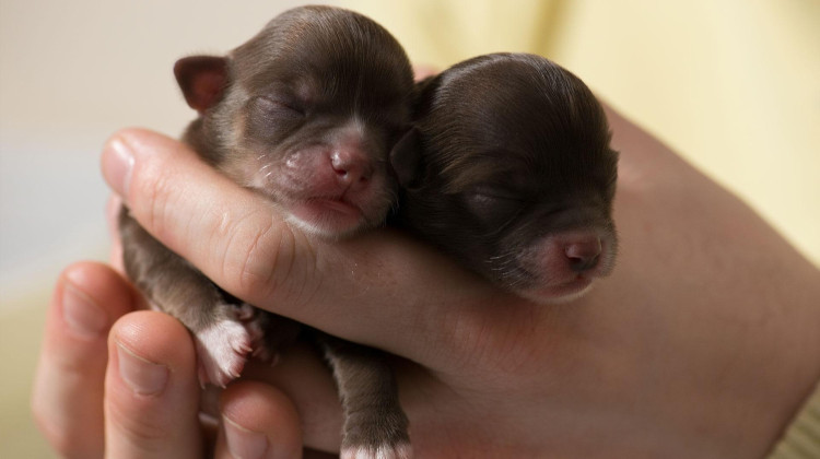 Birth To Eight Weeks