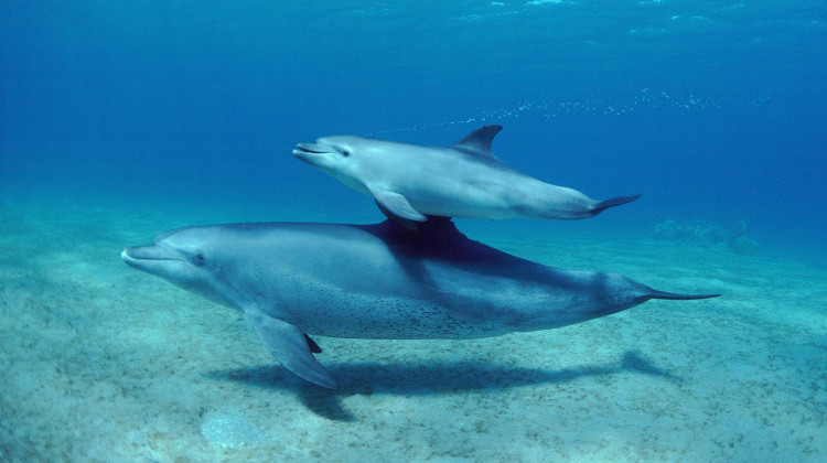 Oceans | Parenthood Oceans | Parenthood