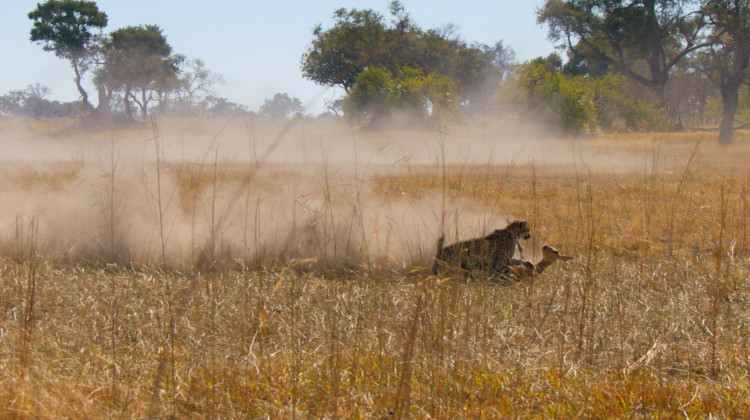 Cheetah's Epic Takedown