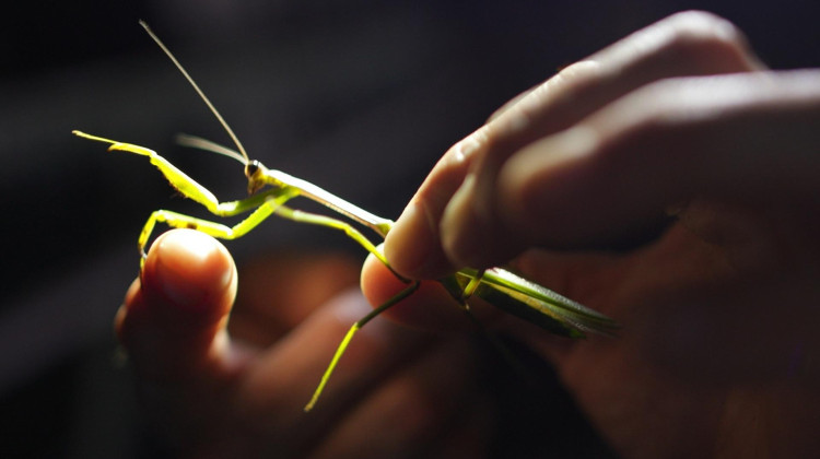 Searching for Praying Mantises in the Brazilian Amazon