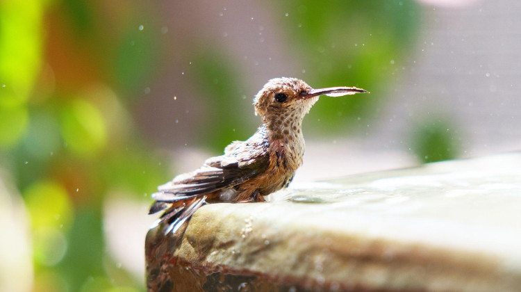 Preview | Hummingbirds of Hollywood