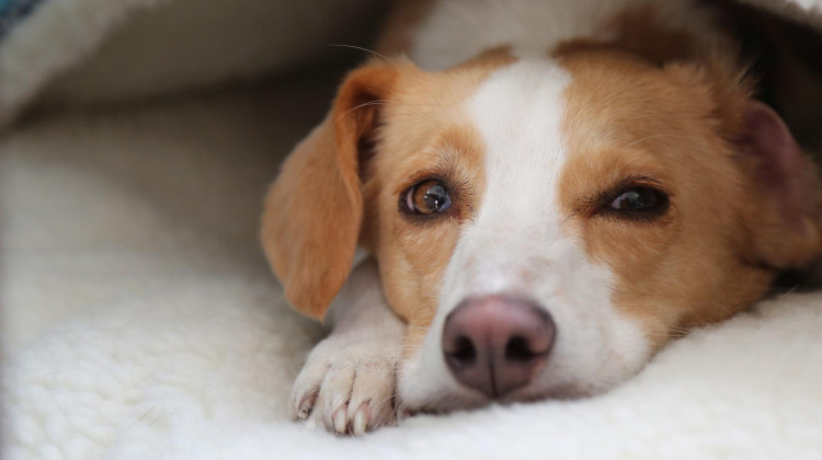 NOVA: Can Dogs Talk?