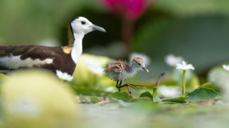 Freshwater | Parenthood