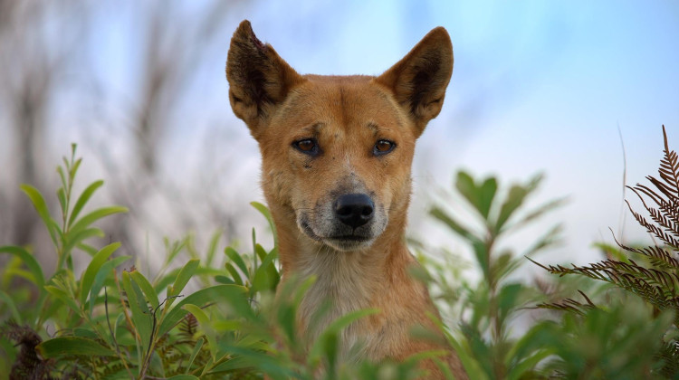 Meet the Family | Dogs in the Wild