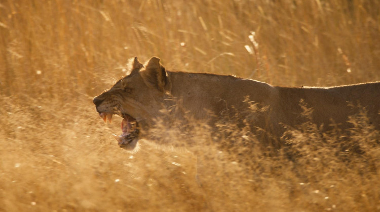 Lionesses Clash with Invading Male Lions