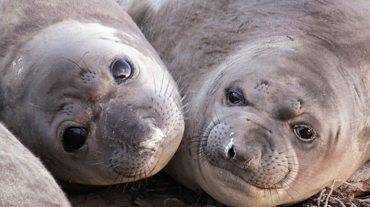 Oceans | Animals with Cameras