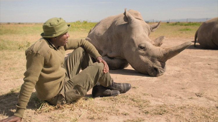 The Last Two White Rhinos