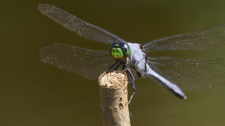 Dragonflies Are Masters of Flight That Start Life Underwater