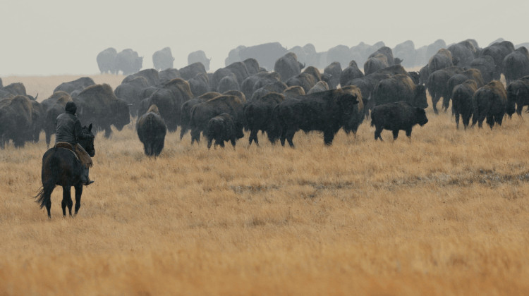 The Fall Buffalo Drive